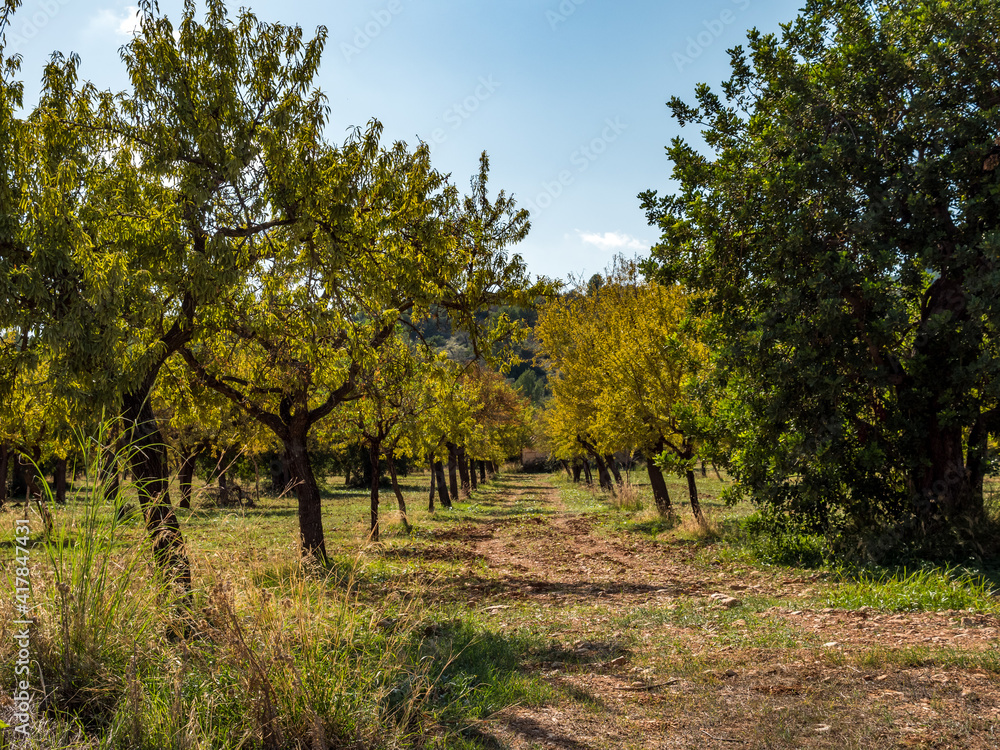 Almond trees in summer near Alaro, majorca, spain