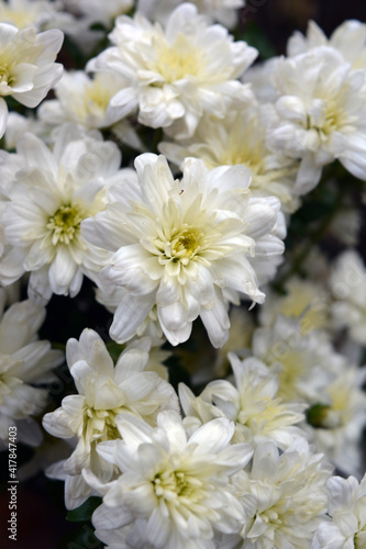 Bright beautiful autumn white fragrant flowers  white chrysanthemums located in the whole bouquet tight. 