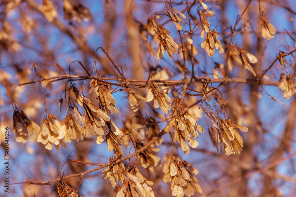 Dried clusters of winged Maple fruits hanging from branches on a blue background. Autumn winter spring Dried clusters of winged Maple fruits hanging from branches on a blue background. Autumn winter spring