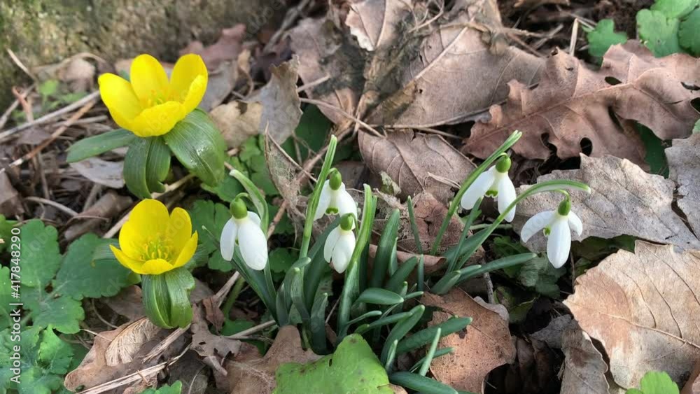 Flowering winter aconite and snowdrop Flowering winter aconite and snowdrop