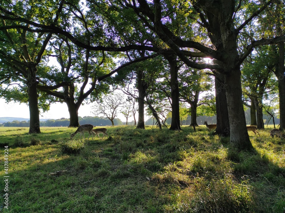 trees in the field