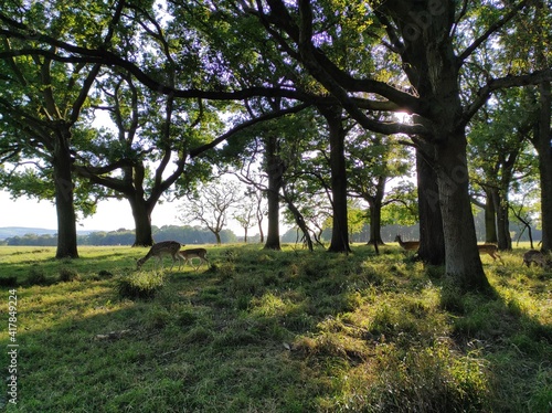 trees in the field