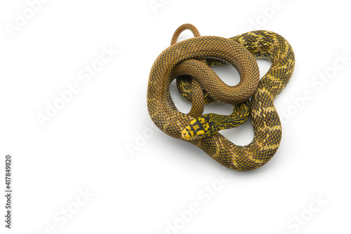 The King Rat Snake isolated on white background