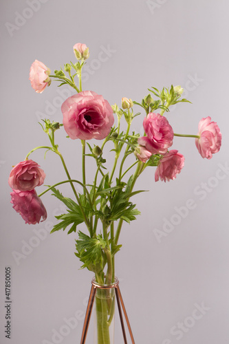 Bouquet of pink ranunculus in vase on grey background.