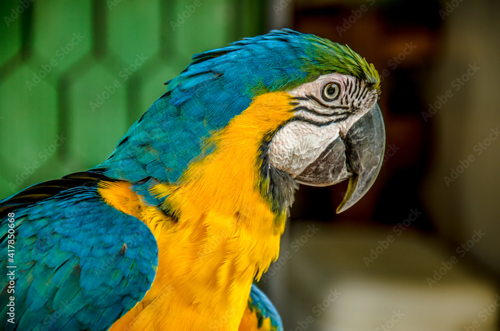 blue and yellow macaw