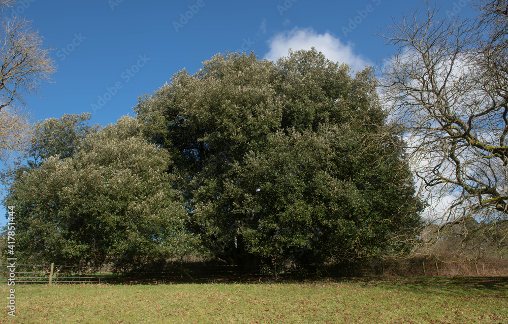 Fototapeta premium Winter Foliage of an Evergreen Holly or Holm Oak Tree (Quercus ilex) Growing in a Parkland Landscape with a Cloudy Blue Sky Background in Rural Devon, England, UK
