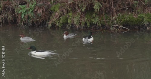 Two pairs of Goosanders on Canal photo