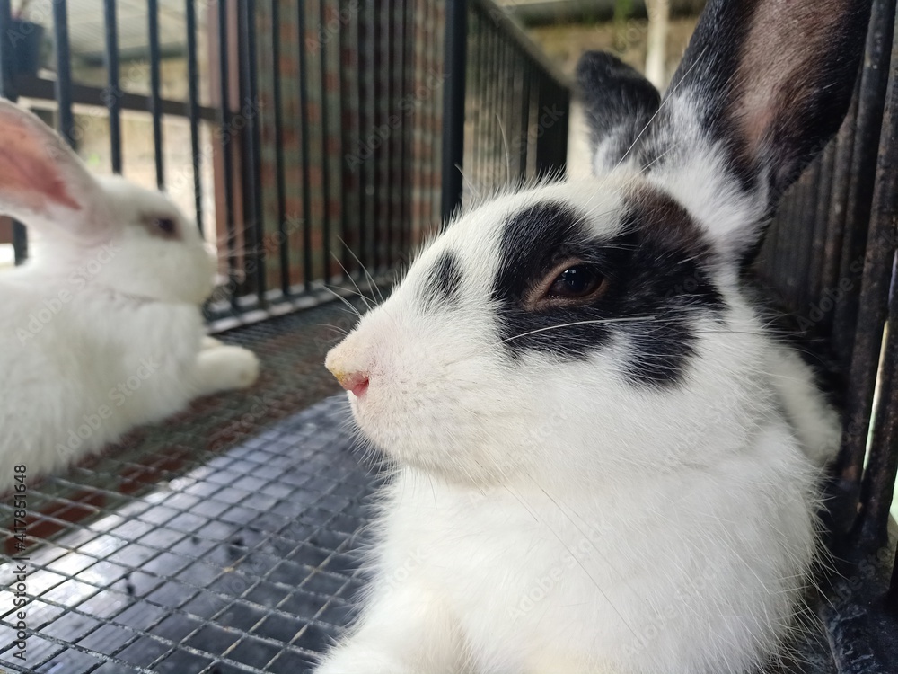 Obraz premium white rabbit