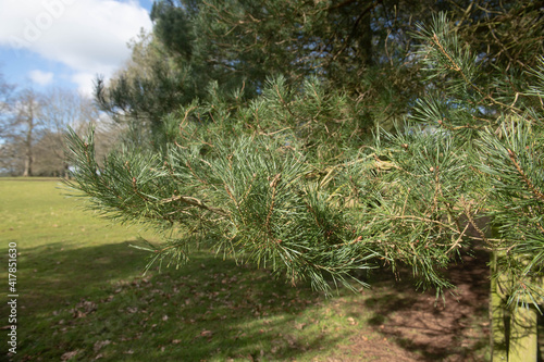 Winter Foliage of an Evergreen Coniferous Scots Pine Tree (Pinus sylvestris) with a Cloudy Blue Sky Background Growing in Parkland in Rural Devon, England, UK