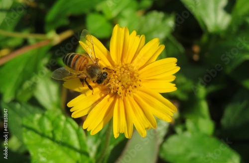 Honeybee on yellow sphagneticola flower in Florida nature, closeup