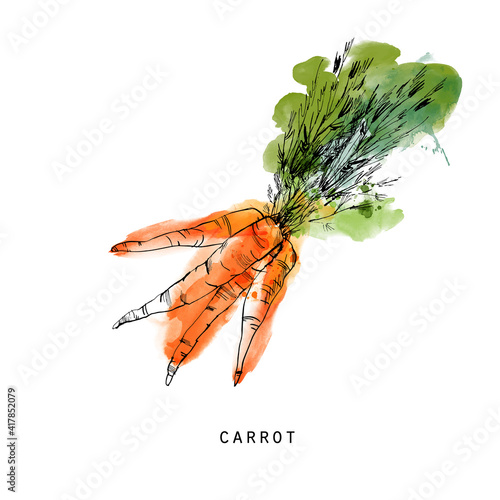 Carrot. Watercolor sketch illustration