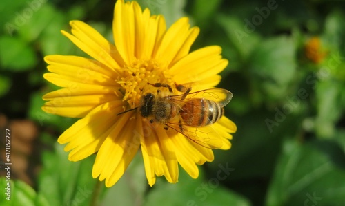 Bee on yellow flower in Florida nature, closeup