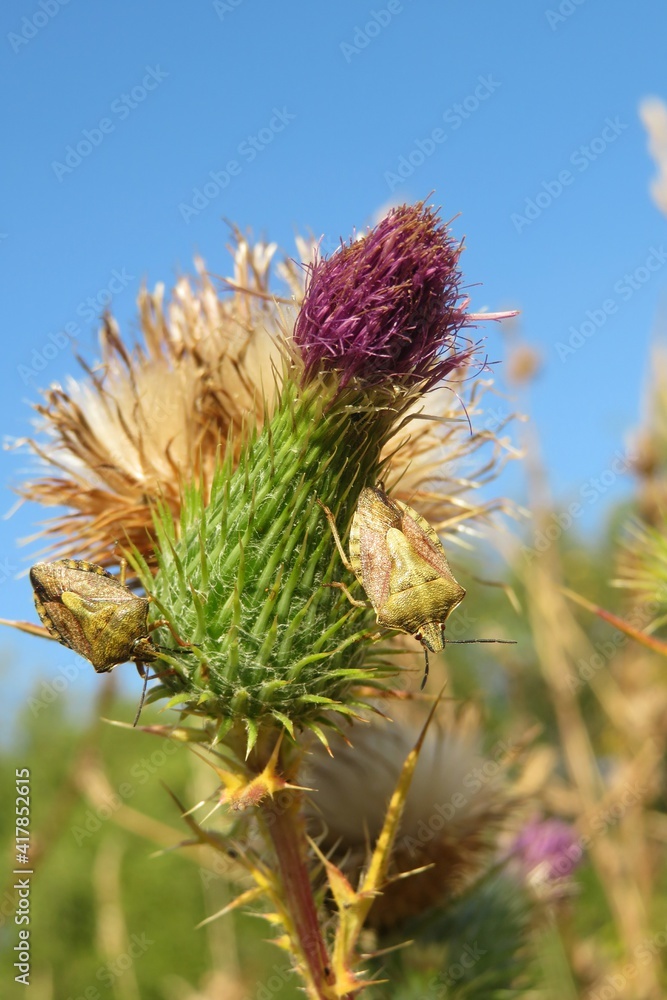 Thistle flower in the field on blue sky background, closeup Thistle flower in the field on blue sky background, closeup