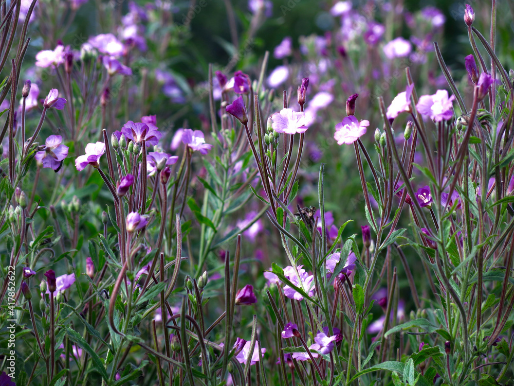 pink-purple flowers of the cypress flower bloom in late summer pink-purple flowers of the cypress flower bloom in late summer