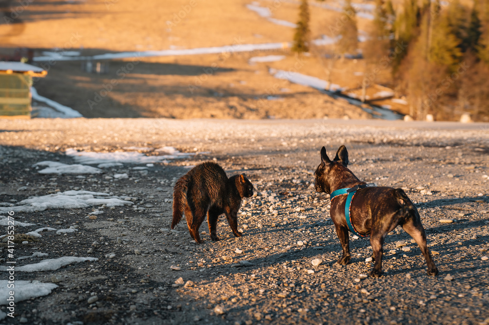 Naklejka premium French bulldog and cat on the road at sunset