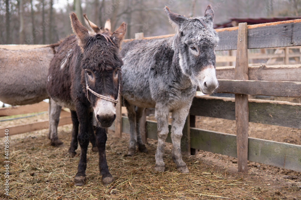 Fototapeta premium Two donkeys stand at a corral fence outdoor at farm