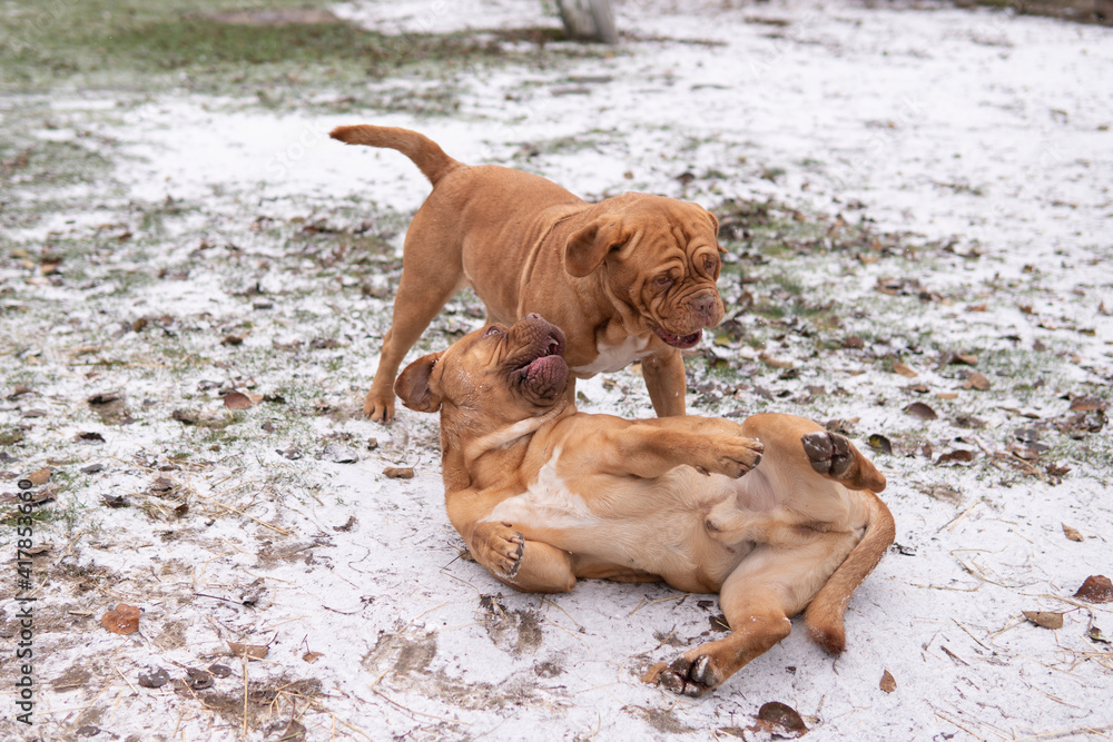 Two red french mastiffs play on a snowy meadow