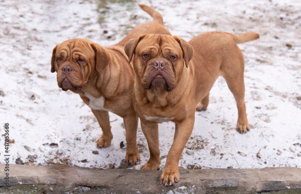 Couple of red french mastiffs stand outdoor with snow on the ground in winter