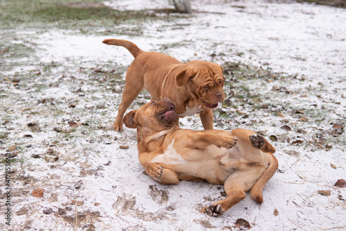 Two red french mastiffs play on a snowy meadow