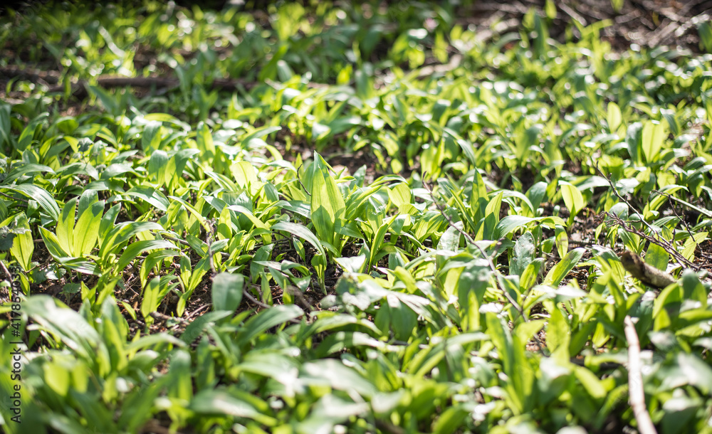 Wild garlic ramson or bear garlic growing in forest in spring. 
