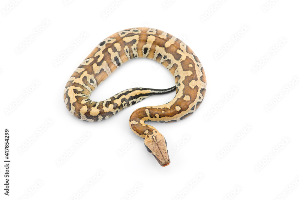 Fototapeta premium Sumatran Short Tail Python isolated on white background