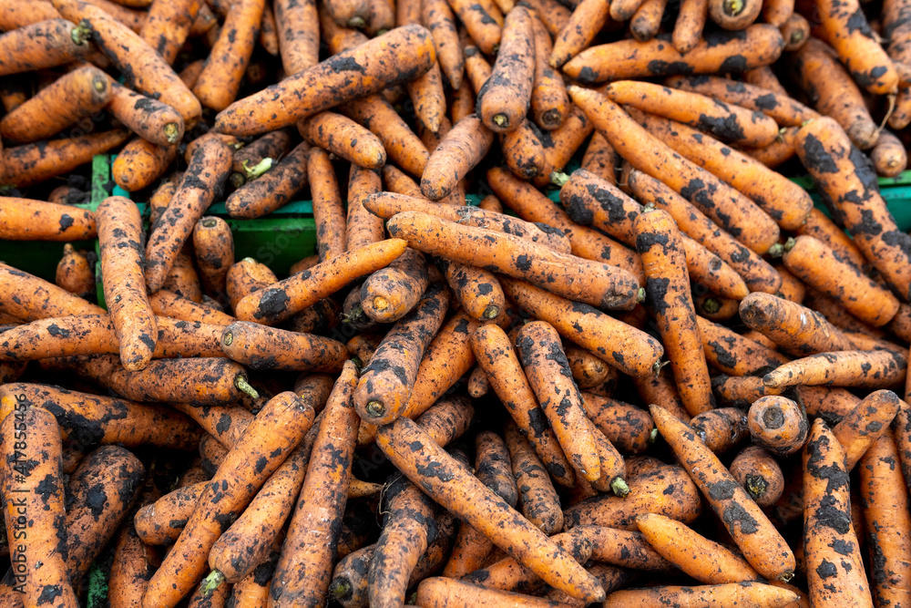 carrot crop background, texture. vegetables in the ground at the market carrot crop background, texture. vegetables in the ground at the market