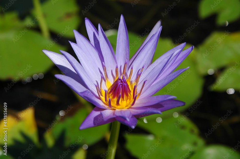 Water lily in Parco Giardino Sigurtà; Italy; Valeggio sul Mincio Water lily in Parco Giardino Sigurtà; Italy; Valeggio sul Mincio