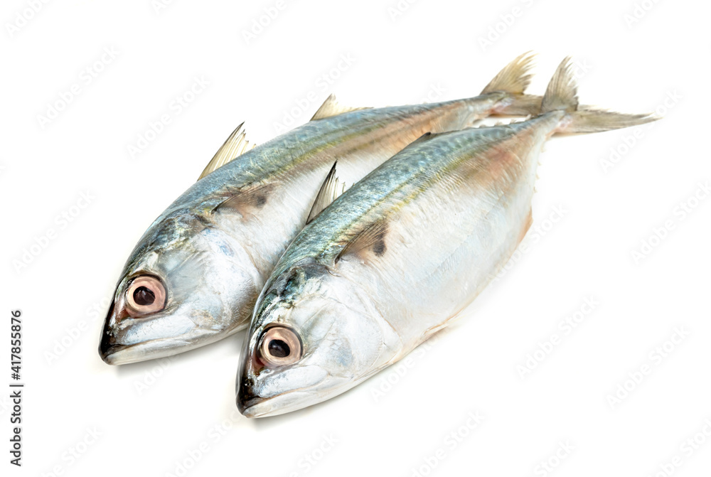 Fresh mackerel fish isolated on white background Fresh mackerel fish isolated on white background