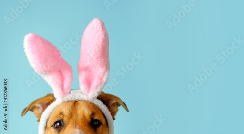Funny dog face dressed up bunny ears. Outbred dog in easter costume.