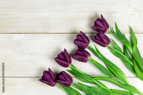 Fototapeta Naklejka Na Ścianę i Meble -  urple tulips on a white wooden background. Fresh spring flowers on white wooden planks background with copy space.