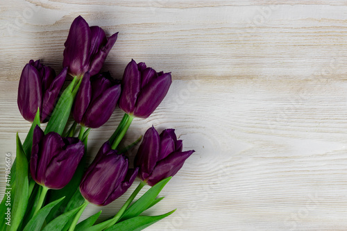 Fototapeta Naklejka Na Ścianę i Meble -  Purple tulips on a white wooden background. Fresh spring flowers on white wooden planks background with copy space.