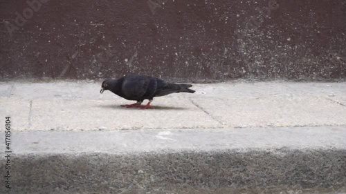 Street pigeon on a sidewalk in the streets of Havana, Cuba. photo