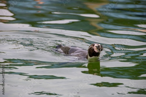 Humboldt penguin swimming in the water