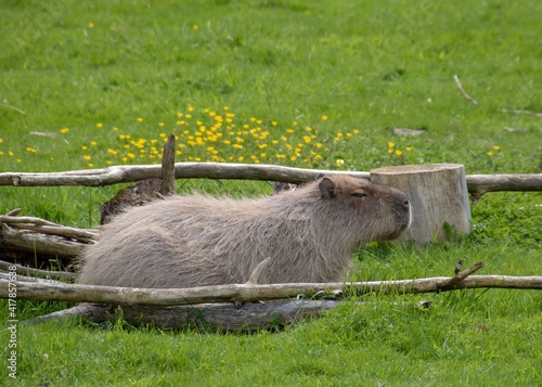 Bilde på lerret the capybara a giant cavy rodent native to South America is the largest living r