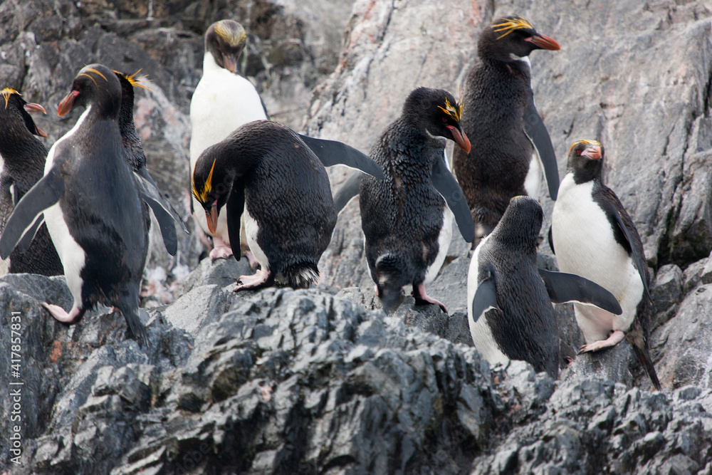 Fototapeta premium South Georgia. Group of macaroni penguins on a cloudy winter day