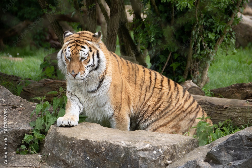 Obraz premium the amur tiger also known as the siberian tiger one of the largest cats in the world