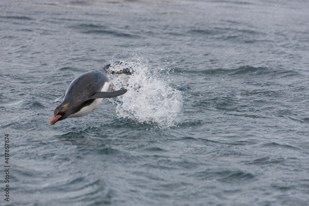 Obraz premium South Georgia. Subantarctic penguin in water close up on a cloudy winter day