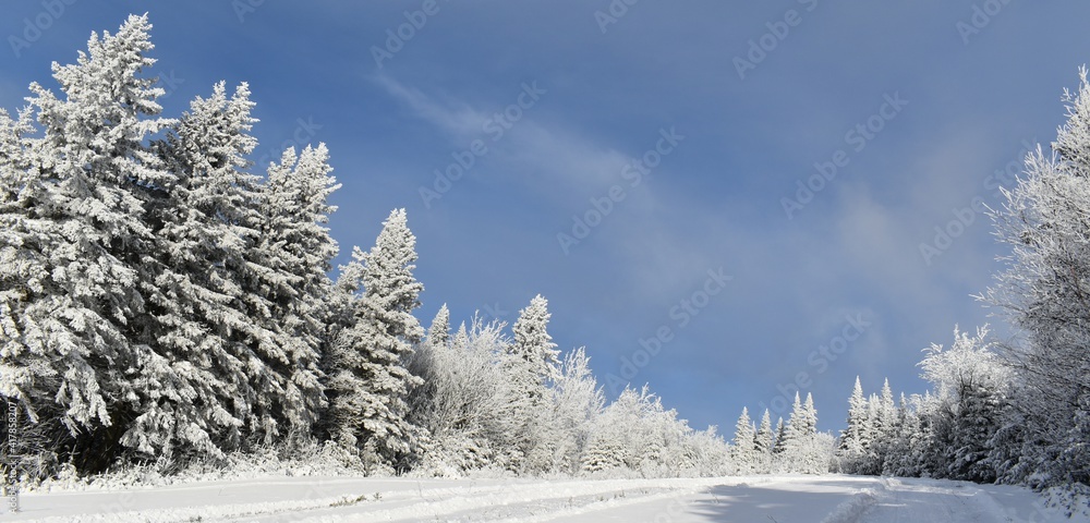 Snowy spruce trees under a blue sky, Sainte-Apolline, Québec Snowy spruce trees under a blue sky, Sainte-Apolline, Québec