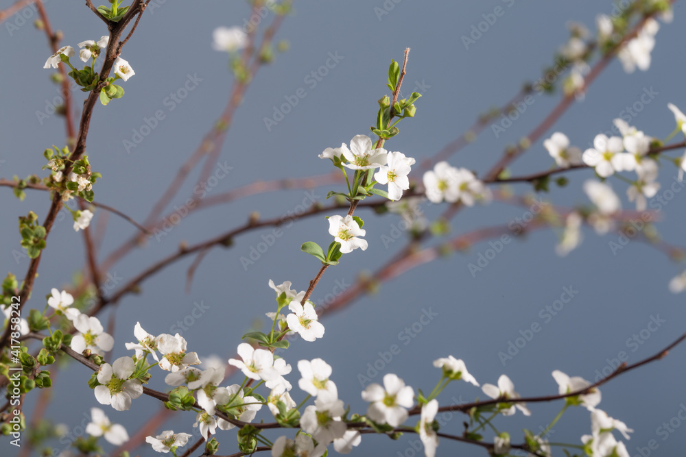 Beautiful white flowering shrub Spirea aguta. Bridal Wreath Spirea.