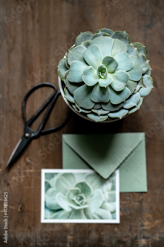 Sukkulente von oben als Flatlay Arrangement zusammen mit schwarzer Schere und Foto-Postkarte und grünem Briefumschlag photo