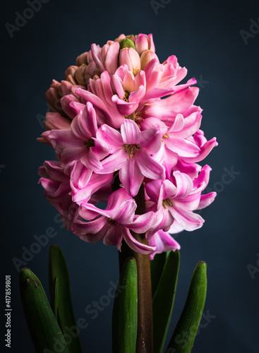 Fragrant hyacinth flower in front of a black background. The hyacinth, with i...