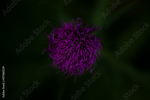 purple violet flower night