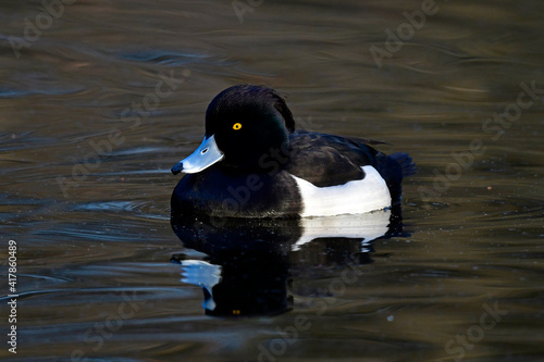 Reiherente - Männchen // Tufted duck - male (Aythya fuligula) photo