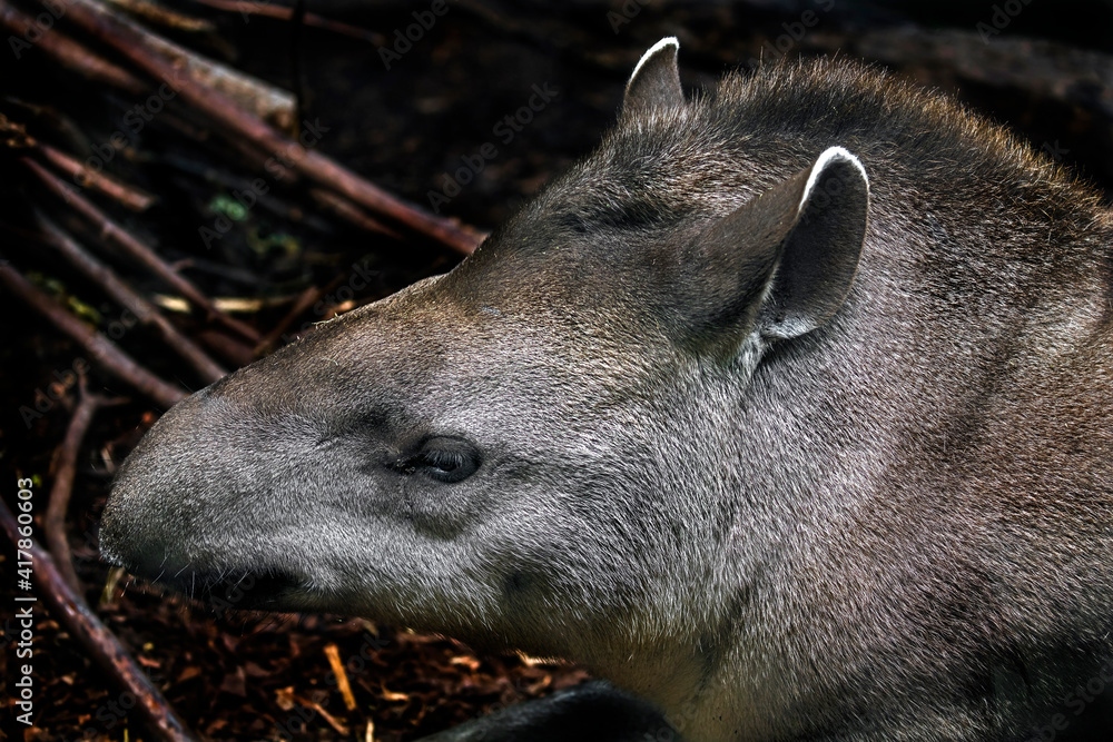 South american tapir`s head. Latin name - Tapirus terrestris South american tapir`s head. Latin name - Tapirus terrestris