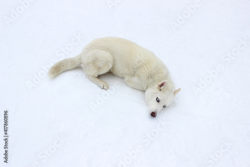 White husky dog with blue in the snow.