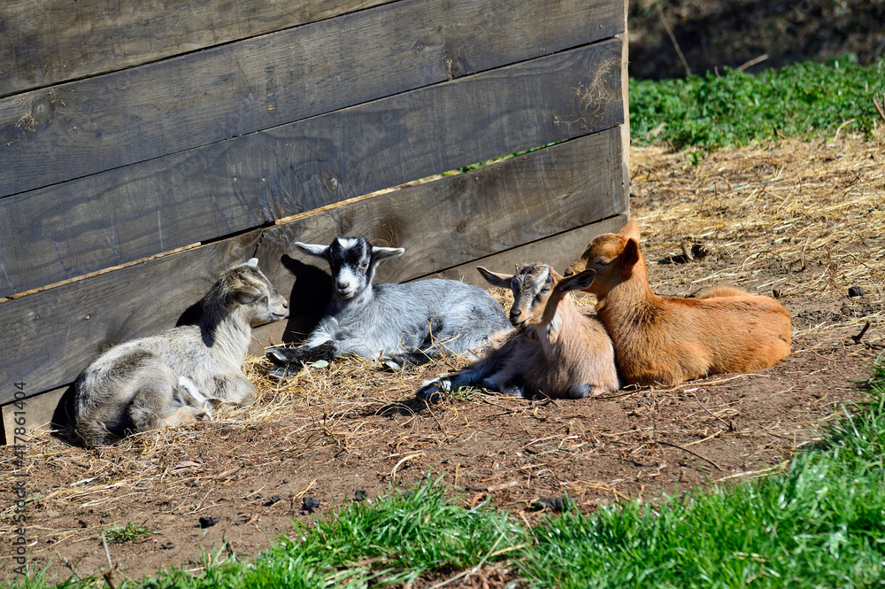 Obraz premium Little goats lying on the ground next to a wooden wall.