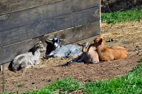 Little goats lying on the ground next to a wooden wall.