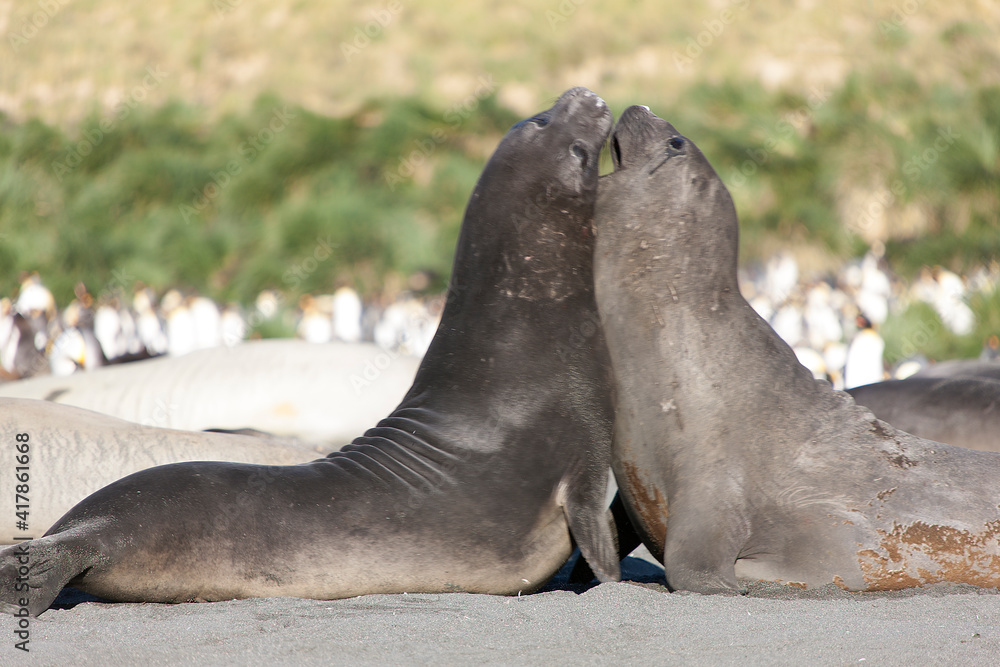 Fototapeta premium South Georgia. Sea Elephant Duel on Sunny Winter Day