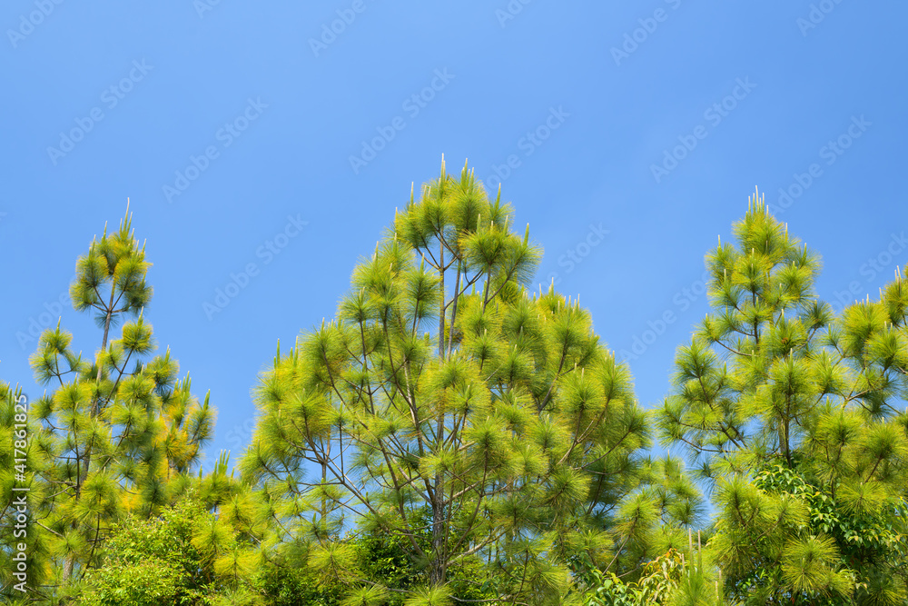 Beautiful pine tree in the national park, Thailand. Beautiful pine tree in the national park, Thailand.