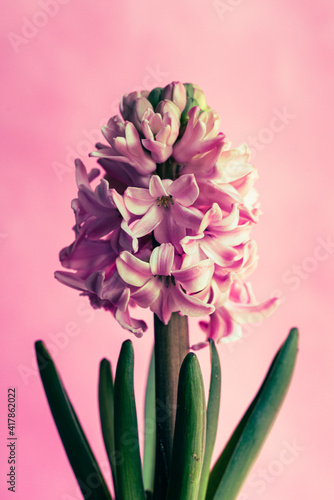 Hyacinth flower isolated on a pink background. The hyacinth, with its fragrant scent, heralds the arrival of spring. Blooming Hyacinthus Isolated on pink background close-up.